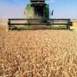 Ukraine targets Ghana with wheat processing plant as Africa pushes for food security