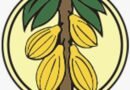Government Maintains Producer Price of Cocoa for the 2025/26 Light Crop Season Amid Global Price Decline
